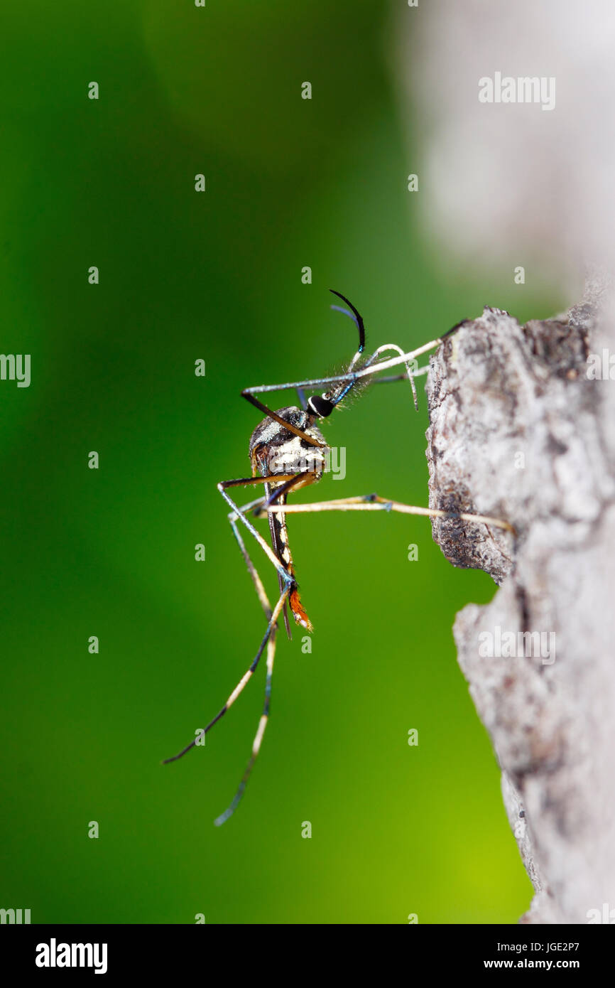 Räuberische Moskito (Toxorhynchites sp). Die Großformat-Mücke, die ihre Larven essen andere Mückenlarven. Stockfoto