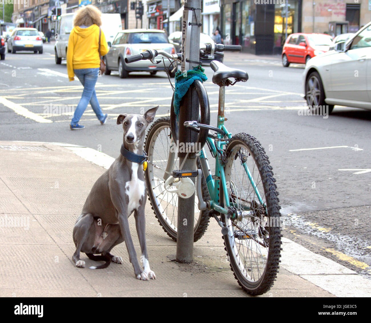 humorvolle lustige Hund und Fahrrad Bild ha ha Stockfoto