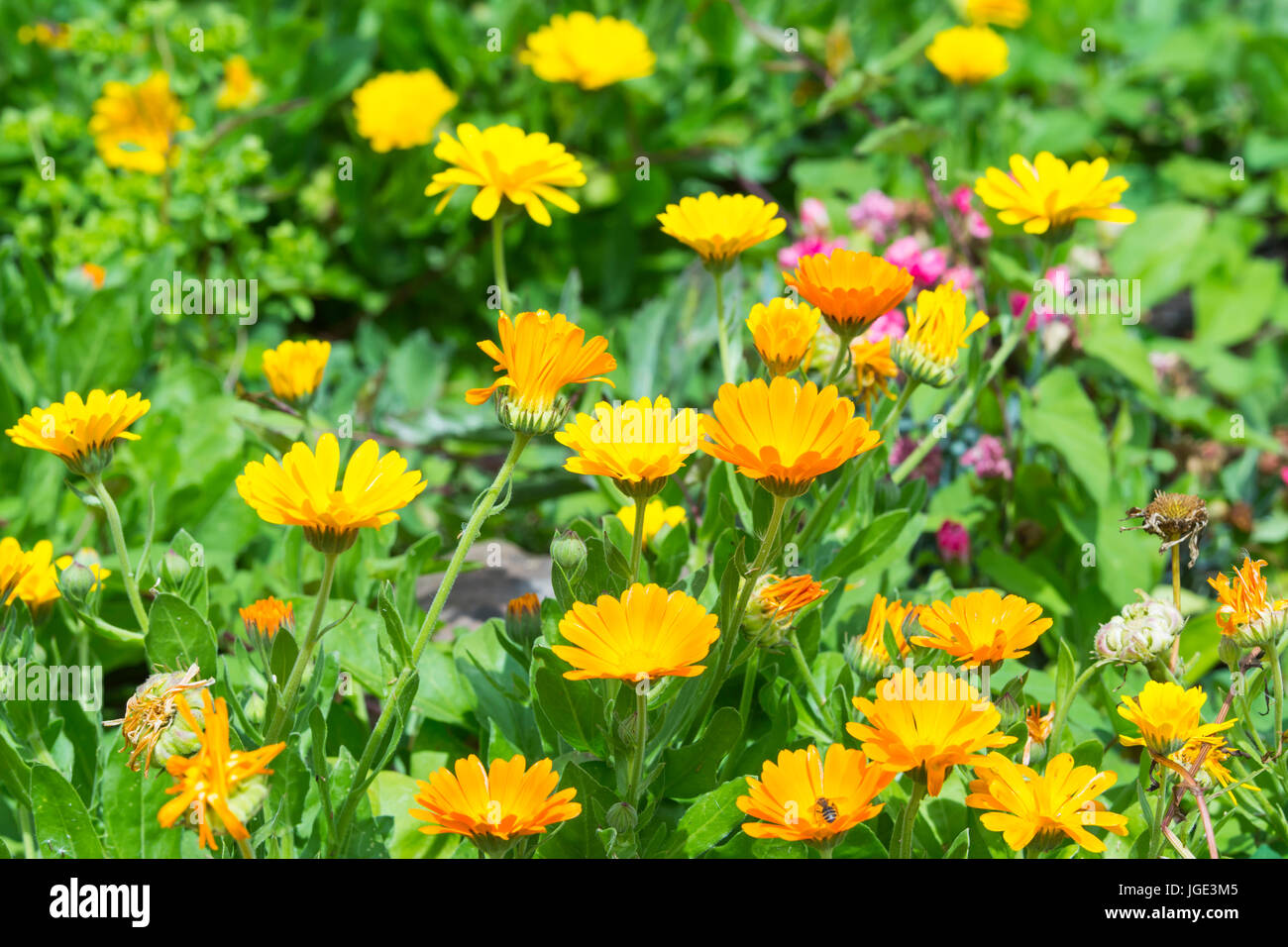 Topf Ringelblume (Calendula officinalis) Blumen im Sommer in West Sussex, England, UK. AKA gemeinsame Ringelblume, Ruddles, Scotch Ringelblume, Englisch Ringelblume. Stockfoto
