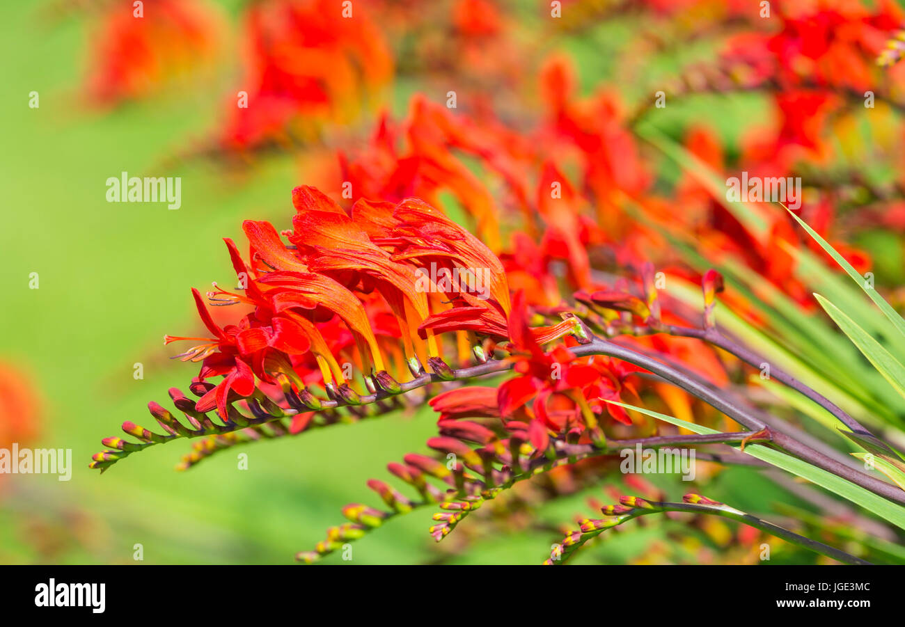 Montbretia 'Lucifer' Werk (Crocosmia x crocosmiiflora) Blumen im Sommer in West Sussex, UK. AKA Coppertips 'Lucifer', Sternschnuppen 'Lucifer'. Stockfoto