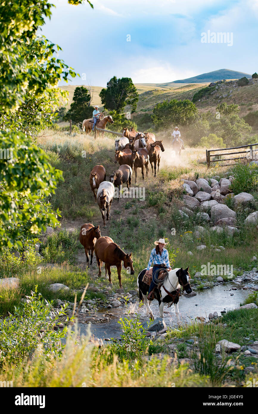 Kaukasische Cowboys und Cowgirls herding Pferde über Bach Stockfoto