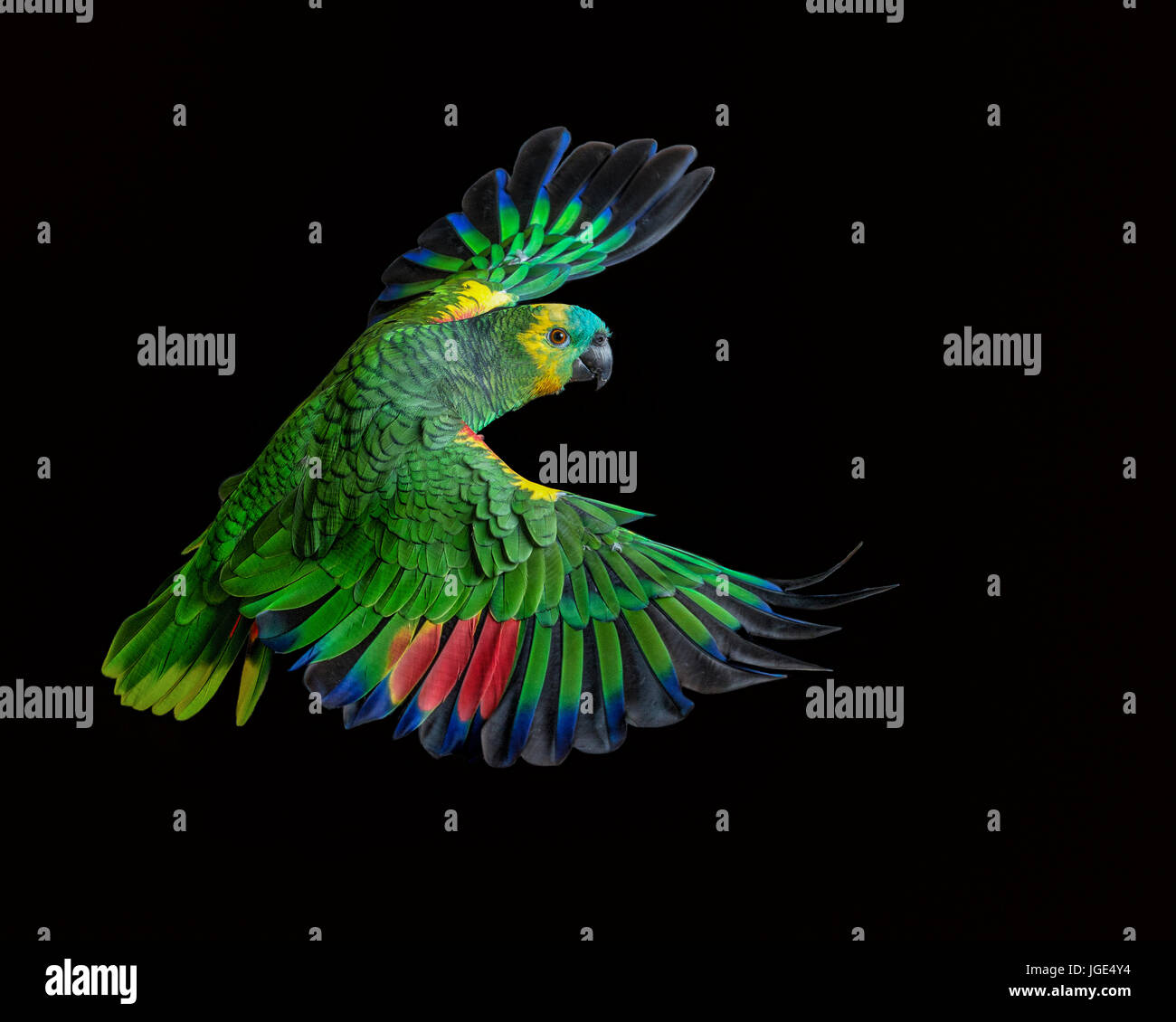 Bunte Papagei fliegen Stockfoto