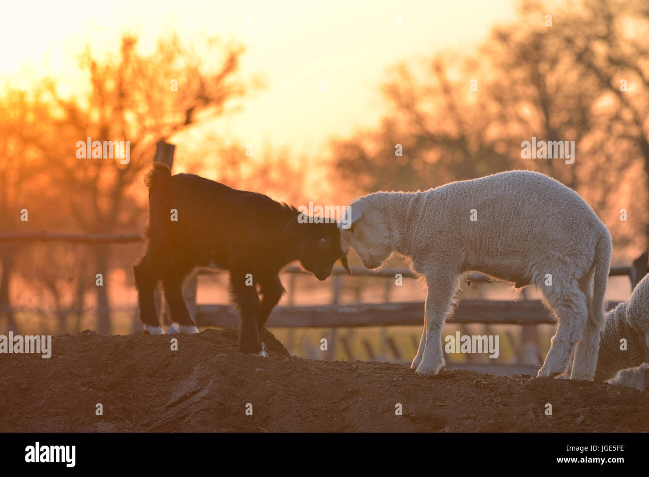 Kleines neugeborenes Lamm und Kitz im Frühling im Abendlicht Stockfoto