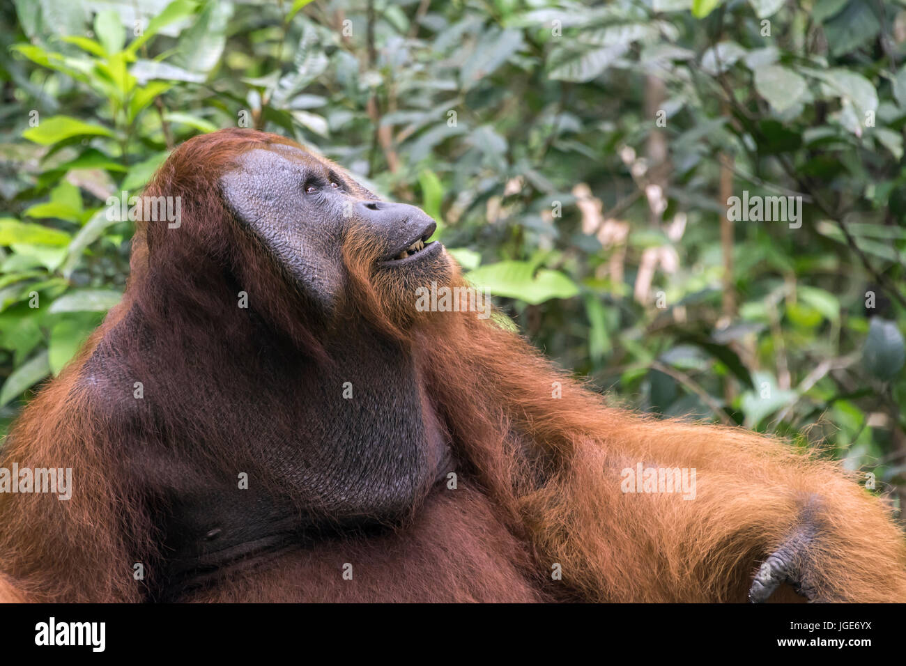 Brustbeutel und Wange klappen auf einer ausgereiften männlichen Bornesischen Orang-utan, Tanjung Puting Nationalpark, Kalimantan, Indonesien Stockfoto