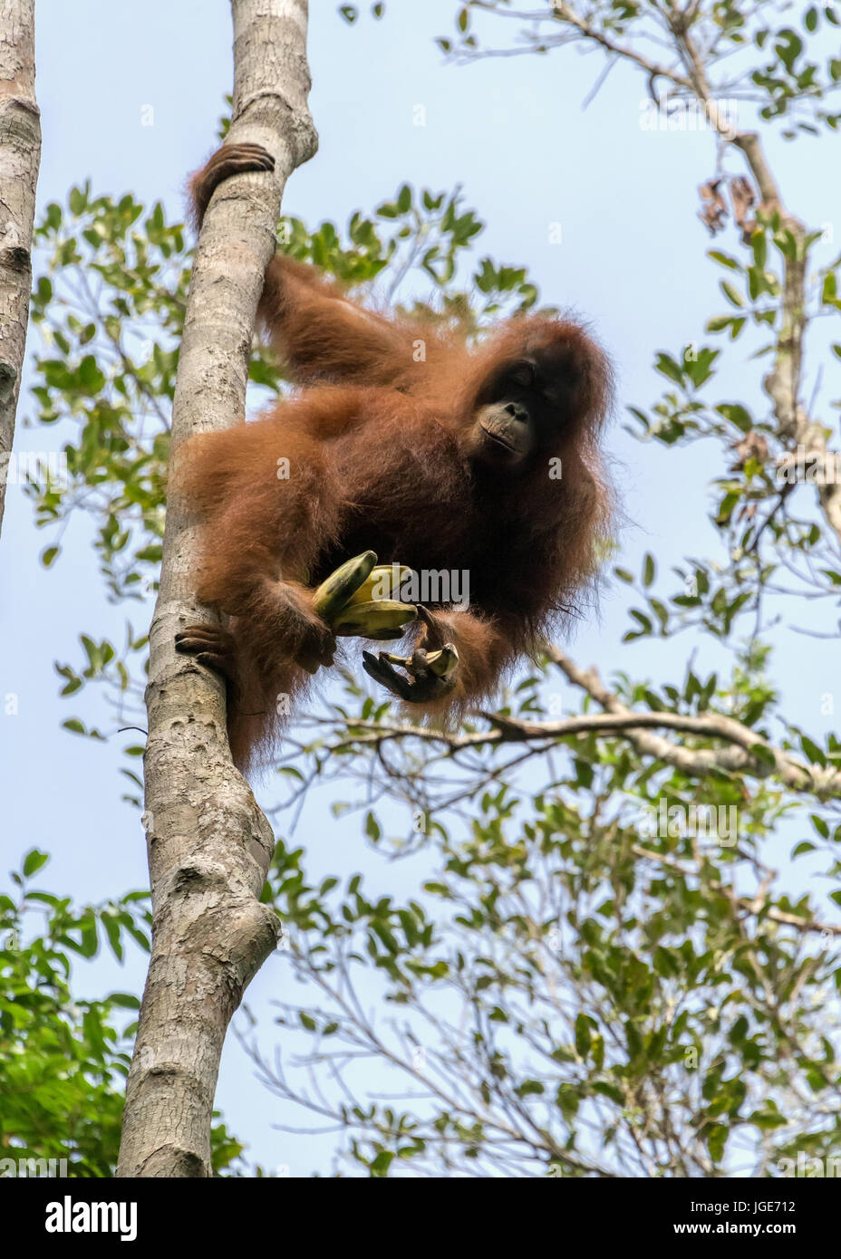 10 Cm Runder Orang-Utan Aufkleber Aus Vinyl – Perfekt Für Laptop, Kühlschrank & Mehr