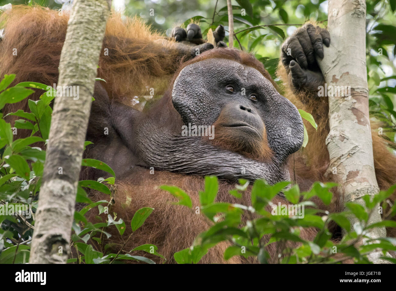 Männliche Orang-utan entspannen in einem Baum mit Flansch, Tanjung Puting Nationalpark, Kalimantan, Indonesien Stockfoto