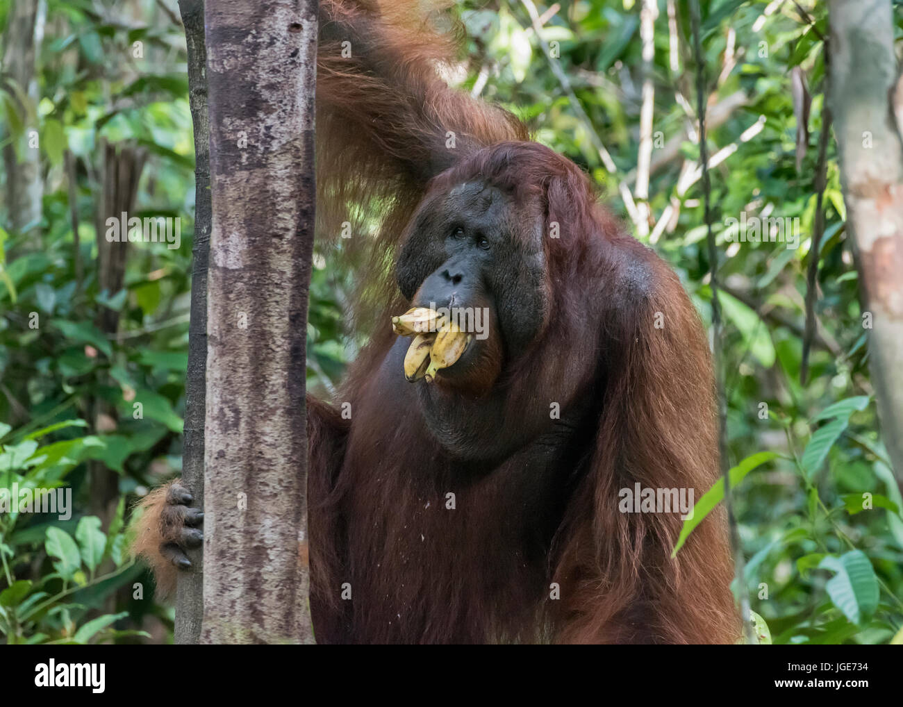 Mit Flansch, männliche Orang-utan mit Bananen durch den Wald, Tanjung Puting Nationalpark, Kalimantan, Indonesien Stockfoto