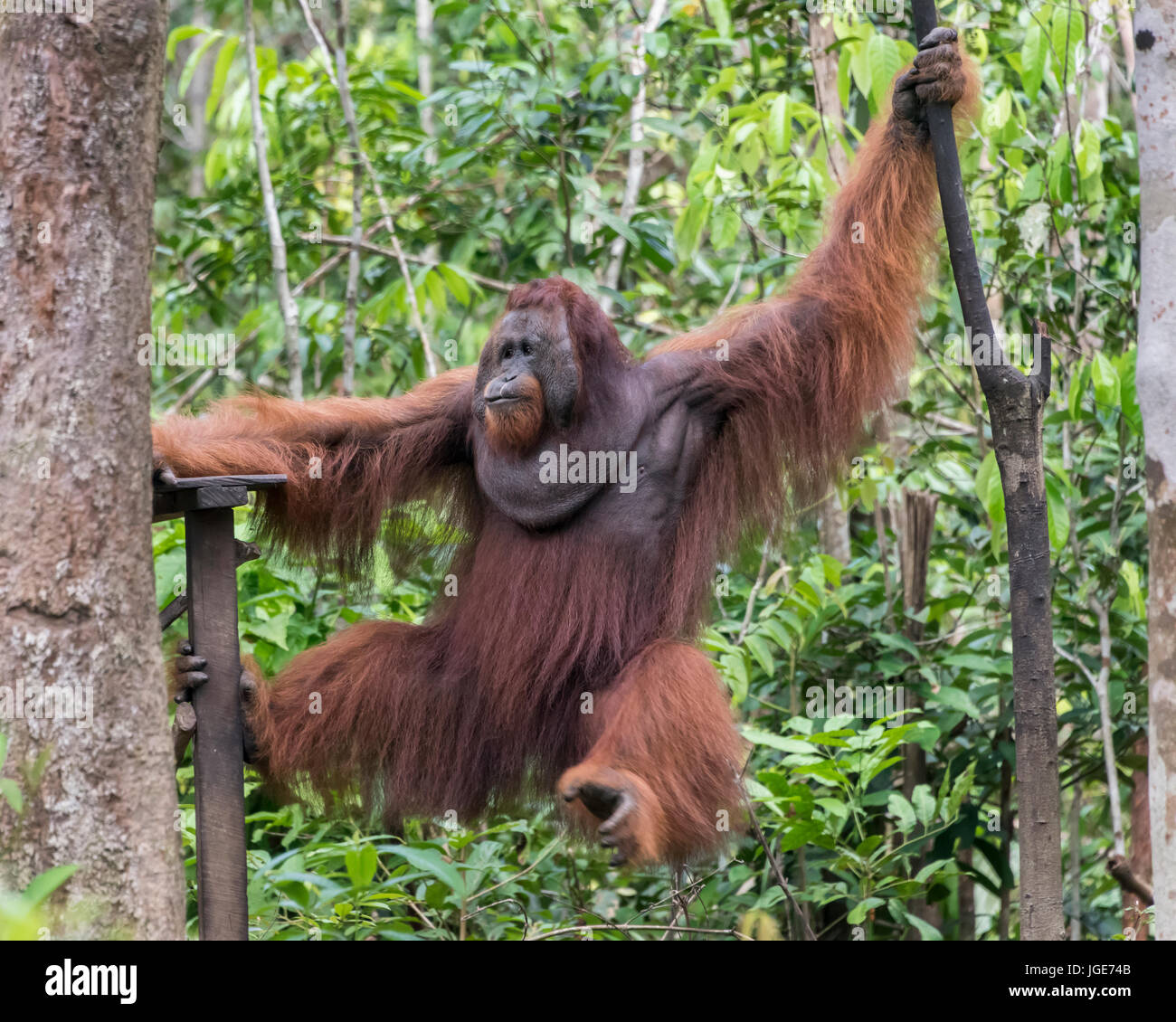 Große beherrschende wild männlichen Orang-utan schwimmen über der Fütterung Plattform, Tanjung Puting Nationalpark, Kalimantan, Indonesien Stockfoto