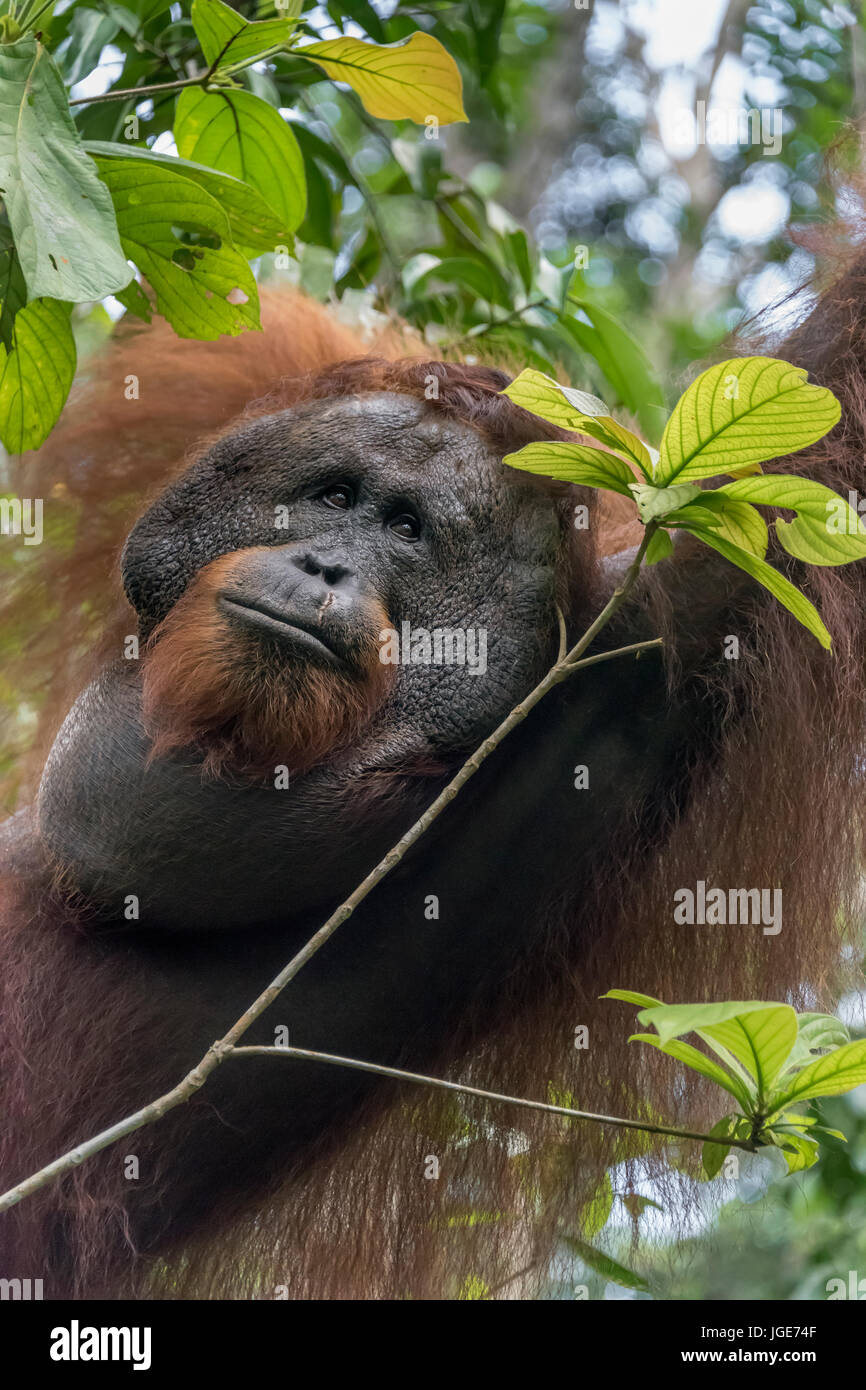 Pin-up-Modell dar, die von einem dominanten Männchen Orang-utan, Tanjung Puting Nationalpark, Kalimantan, Indonesien Stockfoto