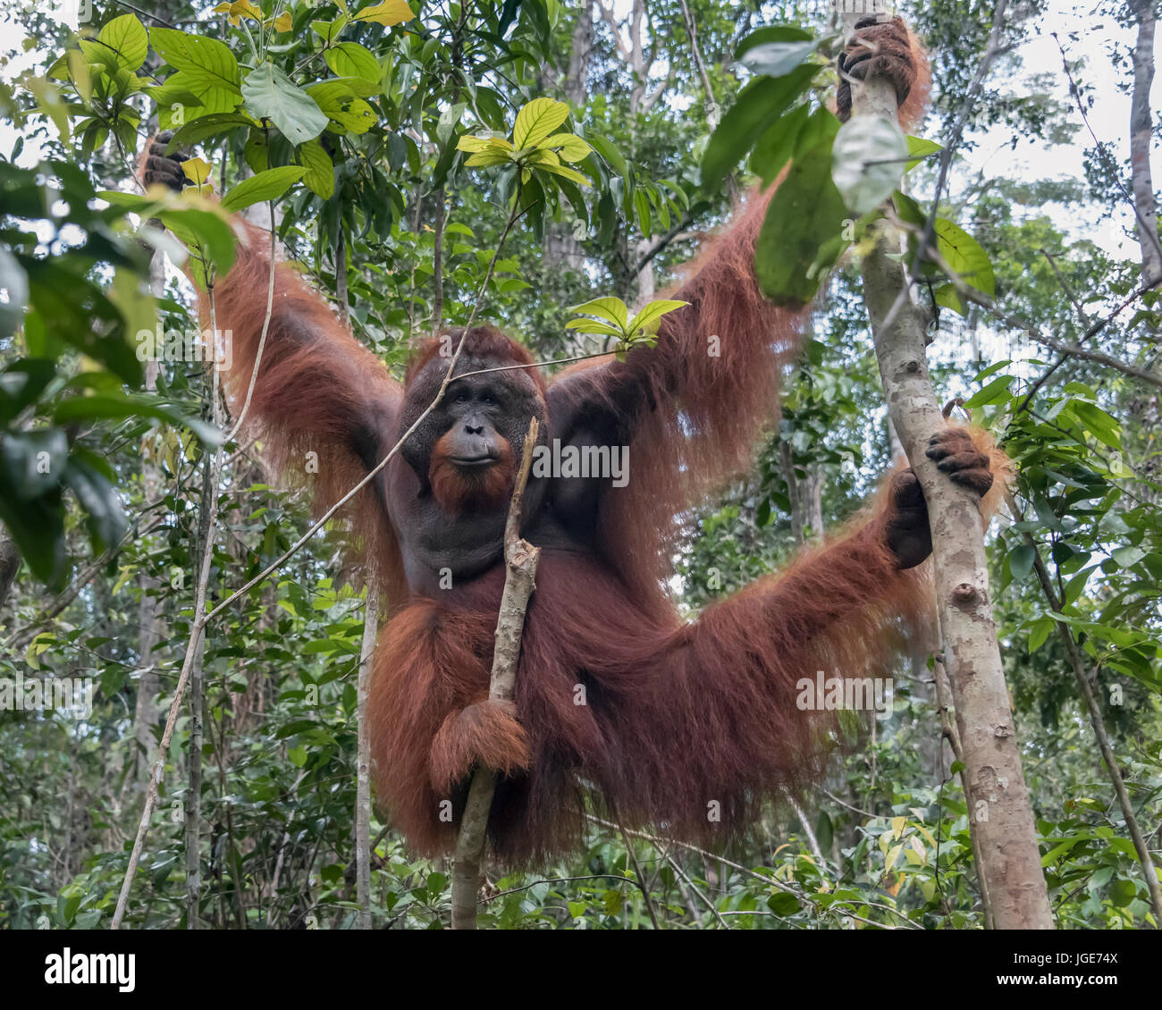 Dominante wild männlichen Orang-utan schwingen von den Bäumen, Tanjung Puting Nationalpark, Kalimantan, Borneo Stockfoto