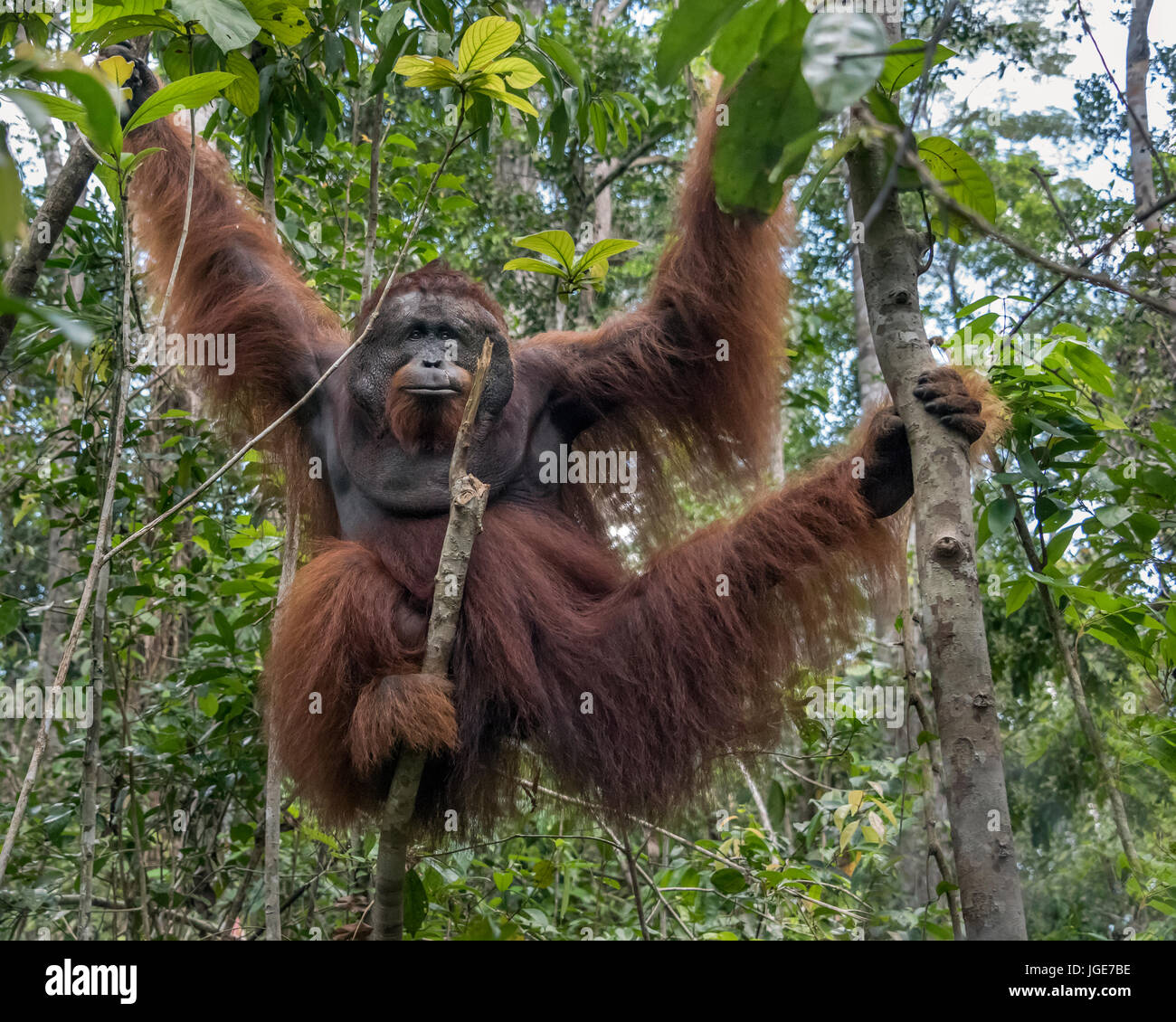 Orang-utan posieren in einem Baum, Tanjung Puting Nationalpark, Kalimantan, Indonesien Stockfoto