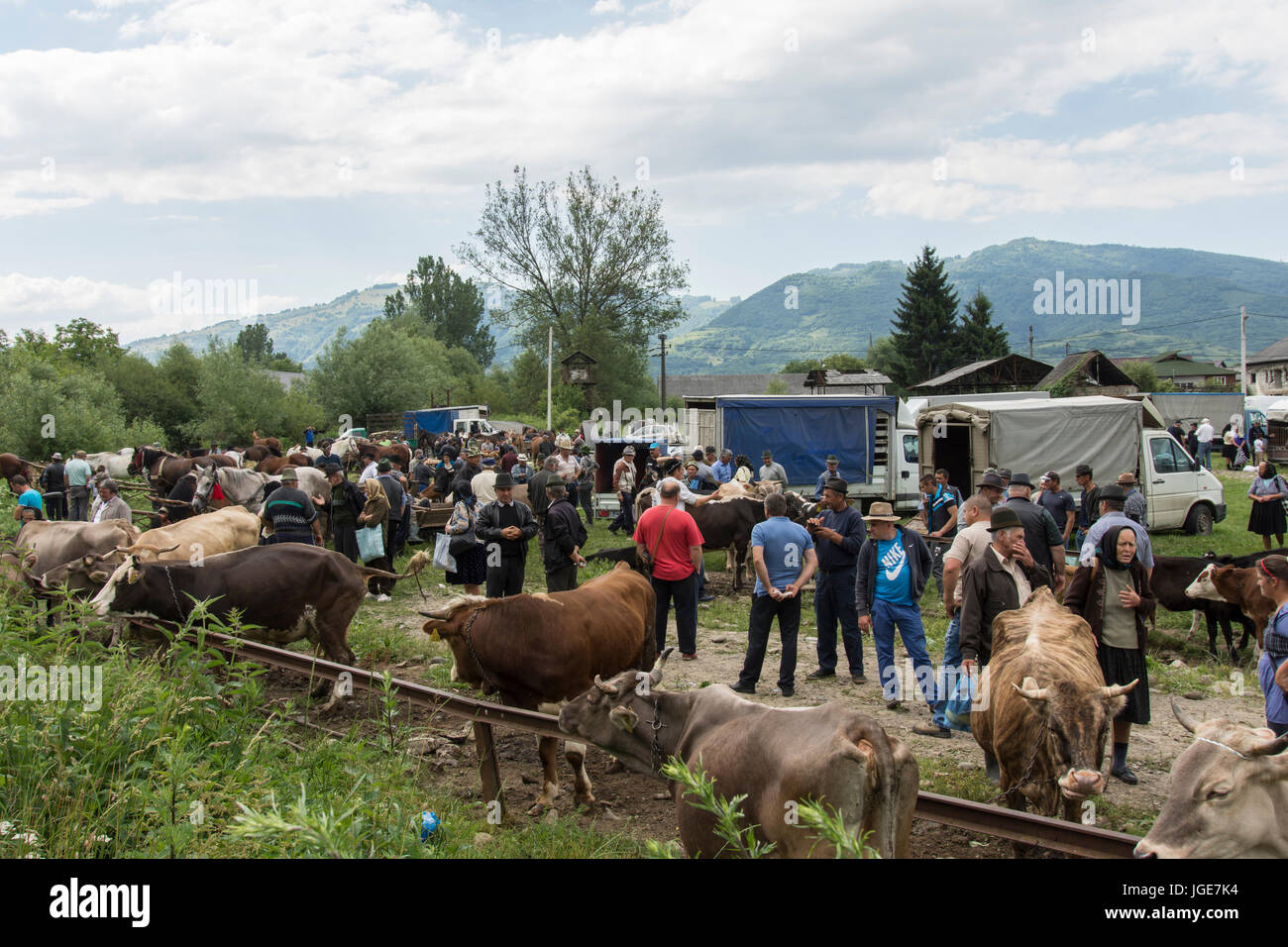 Spalten von Holz in der Region Maramures, Rumänien Stockfoto