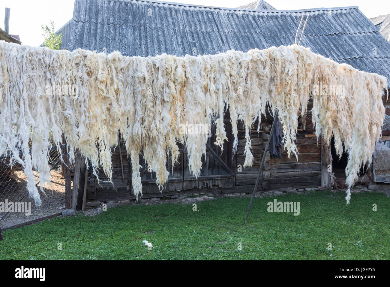 Schafwolle zum Trocknen an der frischen Luft in der Region Maramures, Rumänien Stockfoto