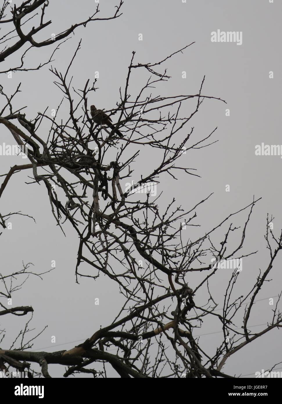 Vogel-Silhouette thront unter trockenen Zweigen Stockfoto