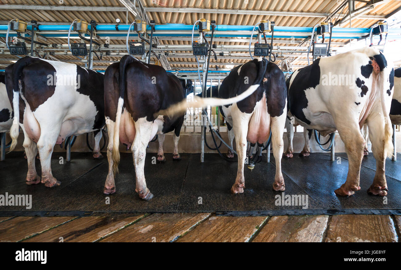 Wie Funktioniert Das Muh In Der Müllermilch Moderne Molkerei Werke, Milch-Kuh in Melkvorgang durch mechanisierte