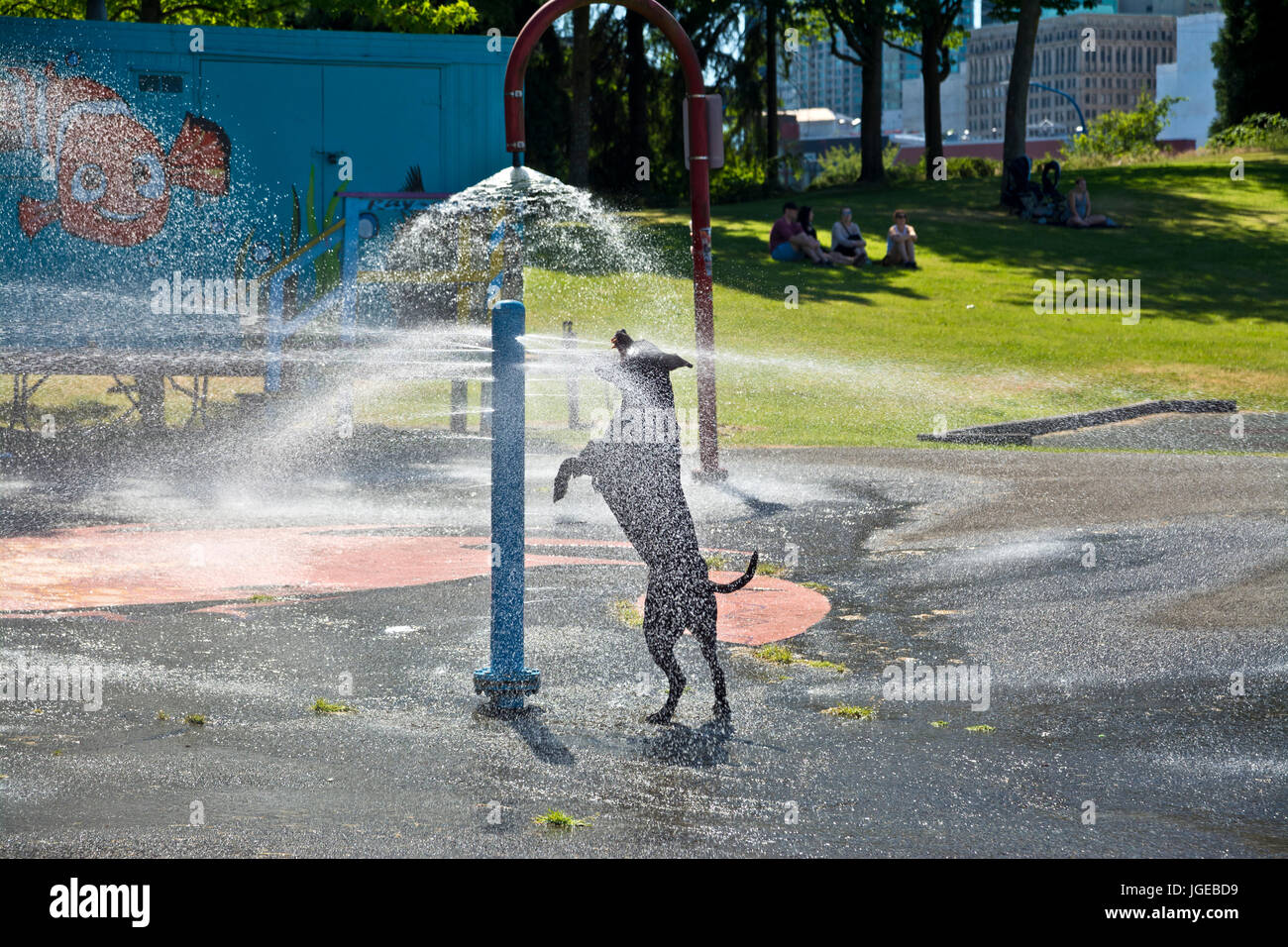Schwarzer Hund spielen und springen in das Wasser sprühen in einem Stadtpark in Vancouver (Crab Park). Stockfoto
