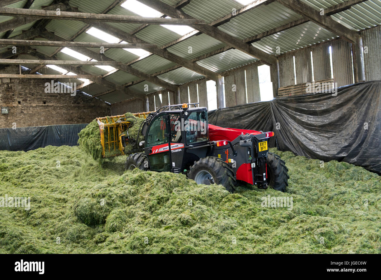 Spundwand Silage Ernte in undercover Grube, mit einem Massey Ferguson Loadall. Stockfoto