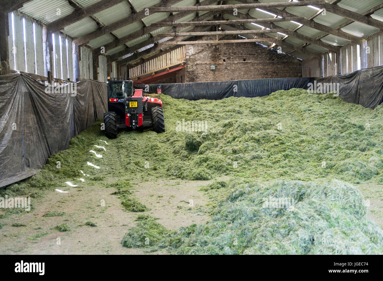 Spundwand Silage Ernte in undercover Grube, mit einem Massey Ferguson Loadall. Stockfoto