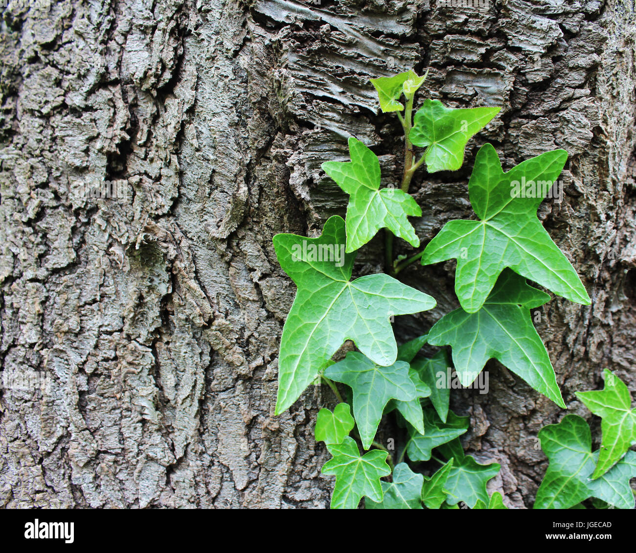 Gemeinsamen Efeu (Hedera Helix) wachsen auf einem Kirschbaum, kontrastreiches Bild. Stockfoto