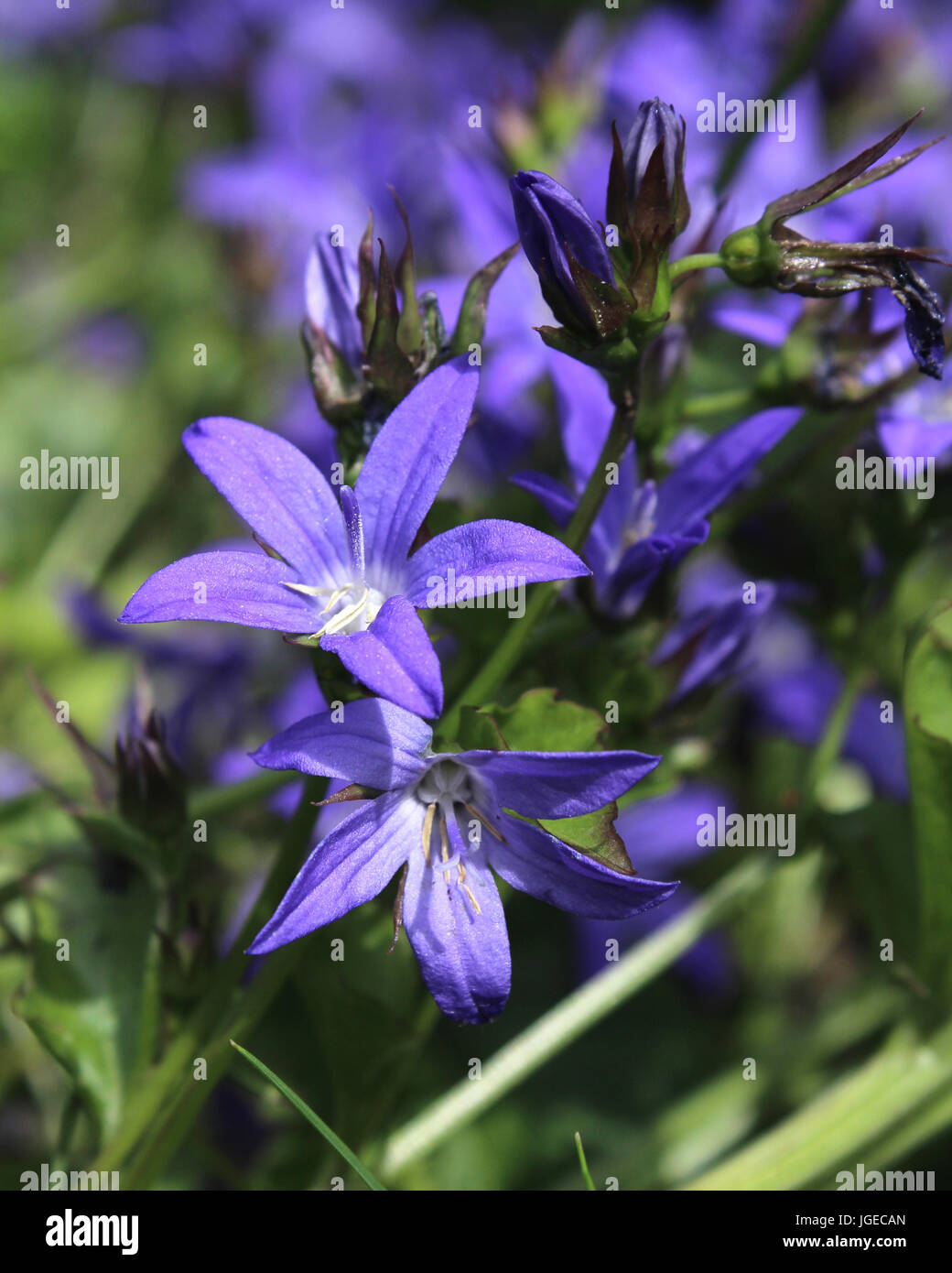 Ground Cover Purple Flowers Stockfotos Und Bilder Kaufen Alamy