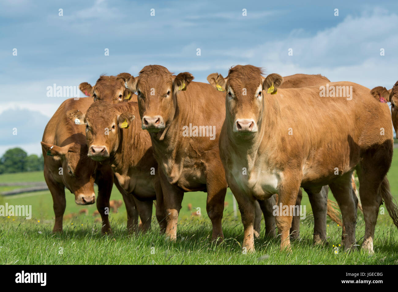 Limousin Färsen draußen auf der Weide, Lancashire, UK Stockfoto