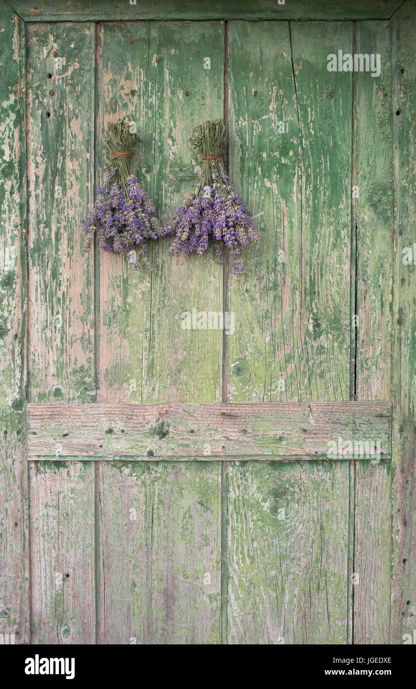 Bunch lavender hanging on old Fotos und Bildmaterial in hoher Auflösung Alamy