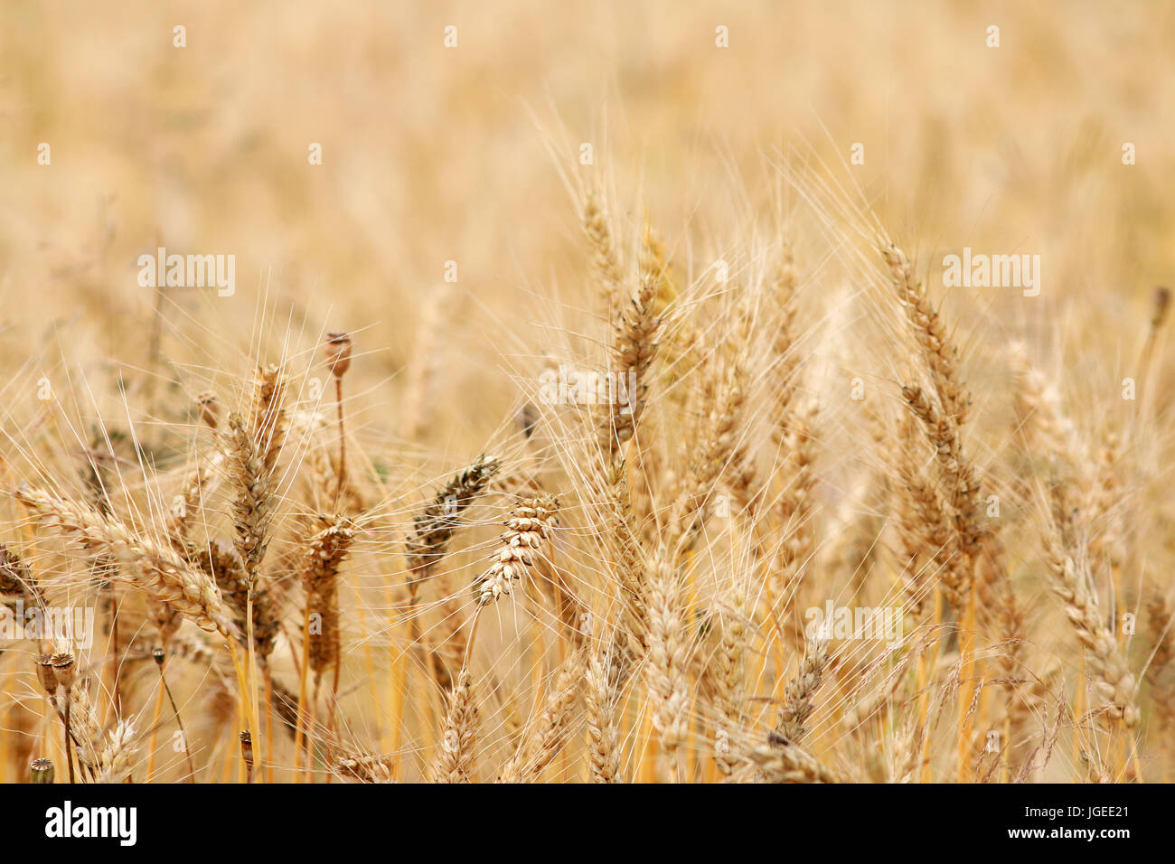 Mellow Weizenfeld Stockfoto