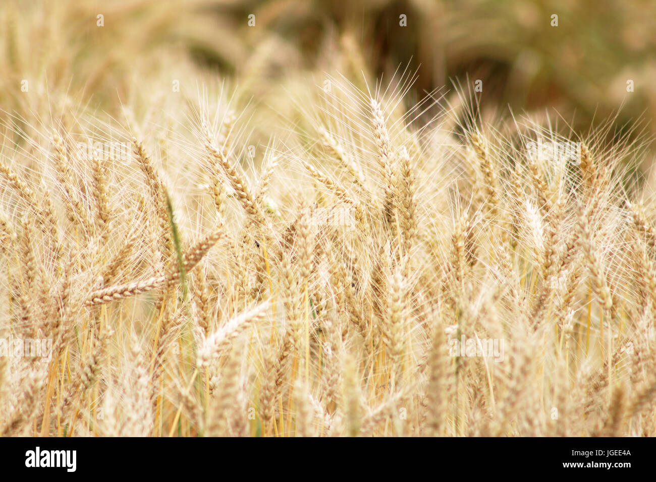 gereiften Ernte Weizenfeld Stockfoto