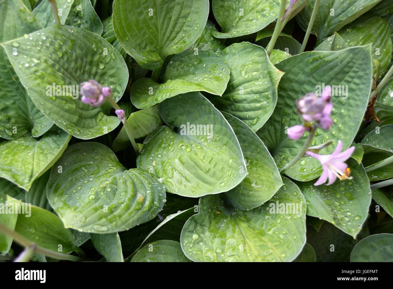 Hosta, Blaue Gelbrand-Funkie, Francess Williams, Stockfoto