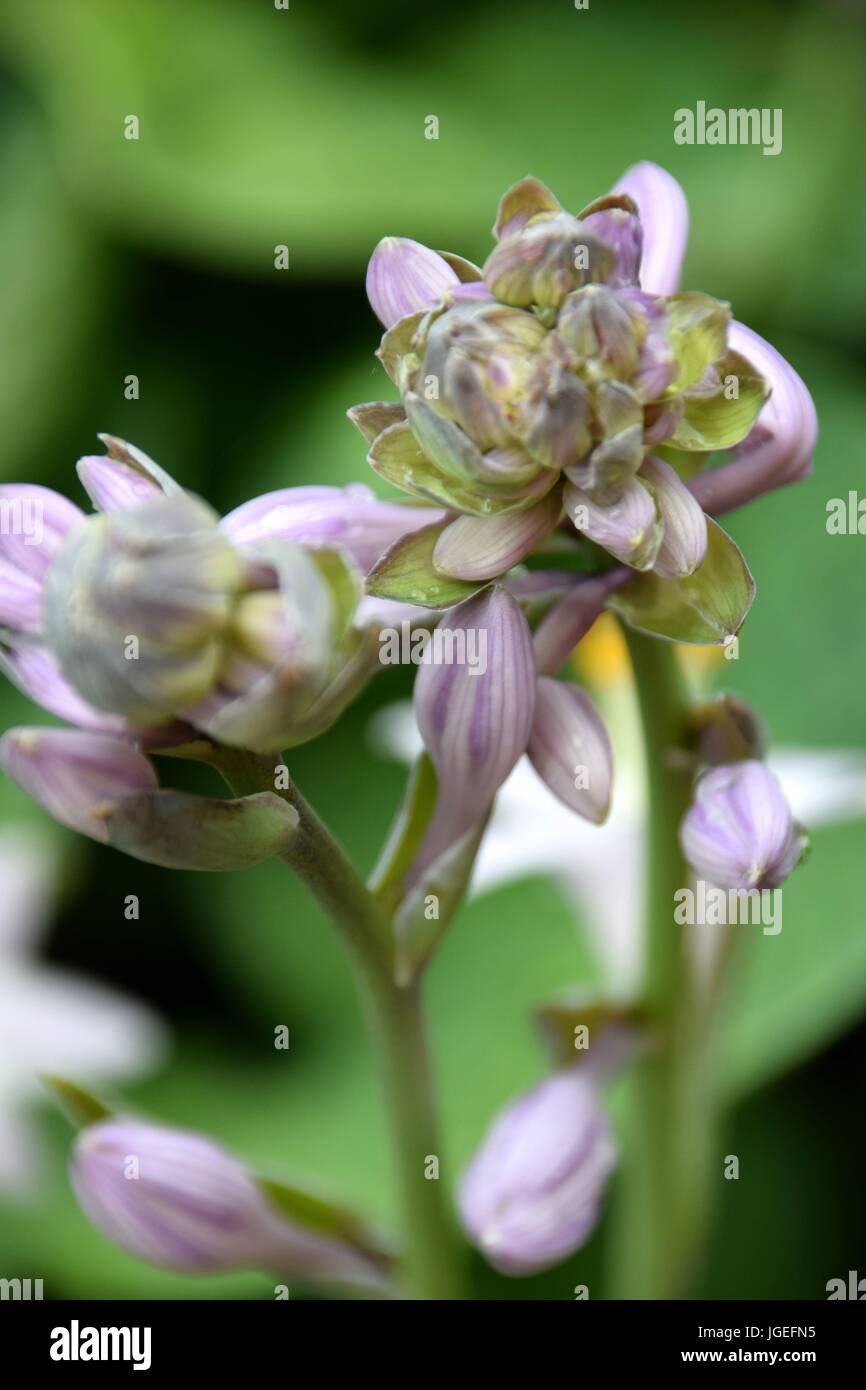 Hosta, Blaue Gelbrand-Funkie, Francess Williams, Stockfoto