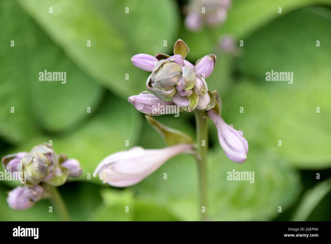 Hosta, Blaue Gelbrand-Funkie, Francess Williams, Stockfoto