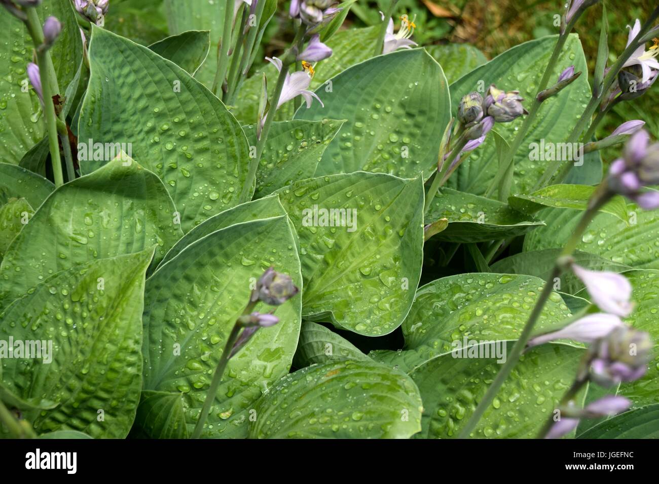 Hosta, Blaue Gelbrand-Funkie, Francess Williams, Stockfoto