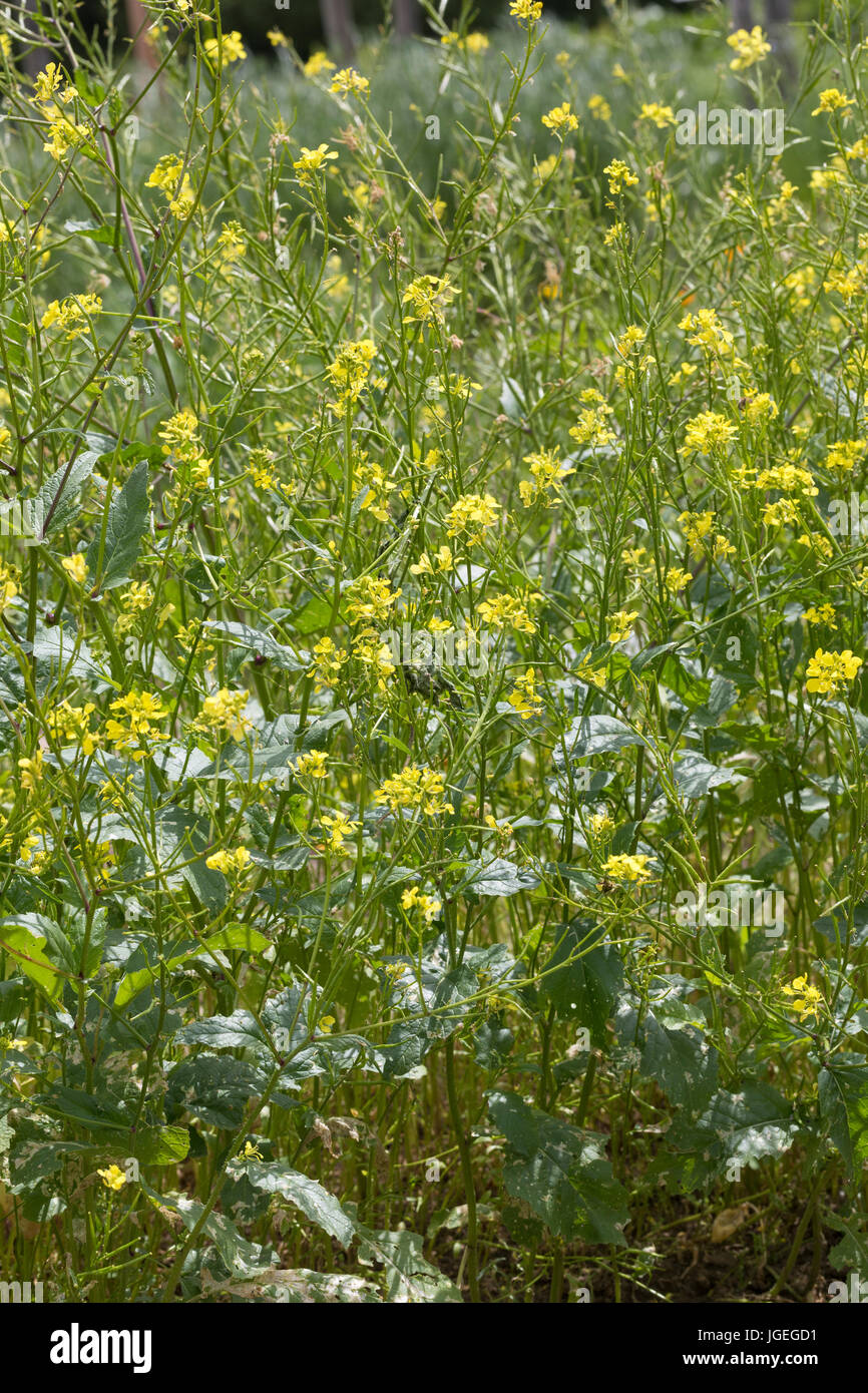 Acker-Senf, Ackersenf, Sinapis Arvensis, Bereich Senf, Wilder Senf, Ackersenf, La Moutarde des champs, Sanve, sénevé Stockfoto