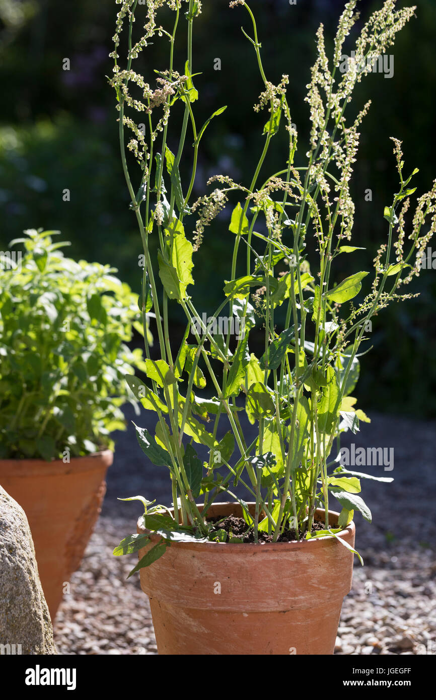 Sauerampfer Im Topf, Blumentopf, WiesenSauerampfer, SauerAmpfer