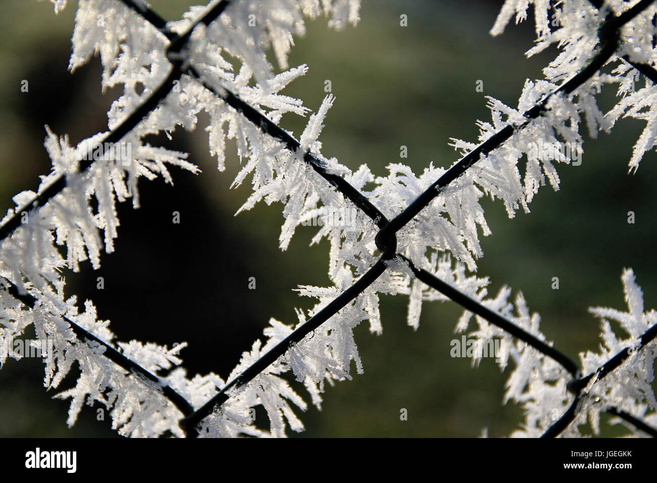 Maschendrahtzaun im Winter mit Frost mit unscharfen Hintergrund bedeckt. Stockfoto