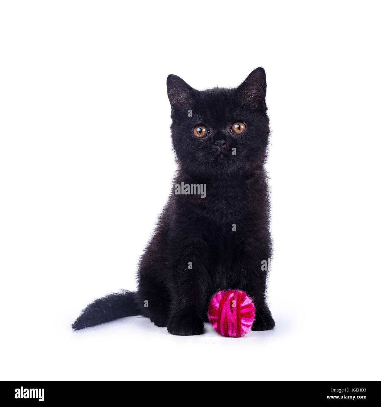 Schwarze Britisch Kurzhaar Katze / Kätzchen sitzt isoliert auf weißem Hintergrund mit hellrosa Kugel aus Wolle Stockfoto