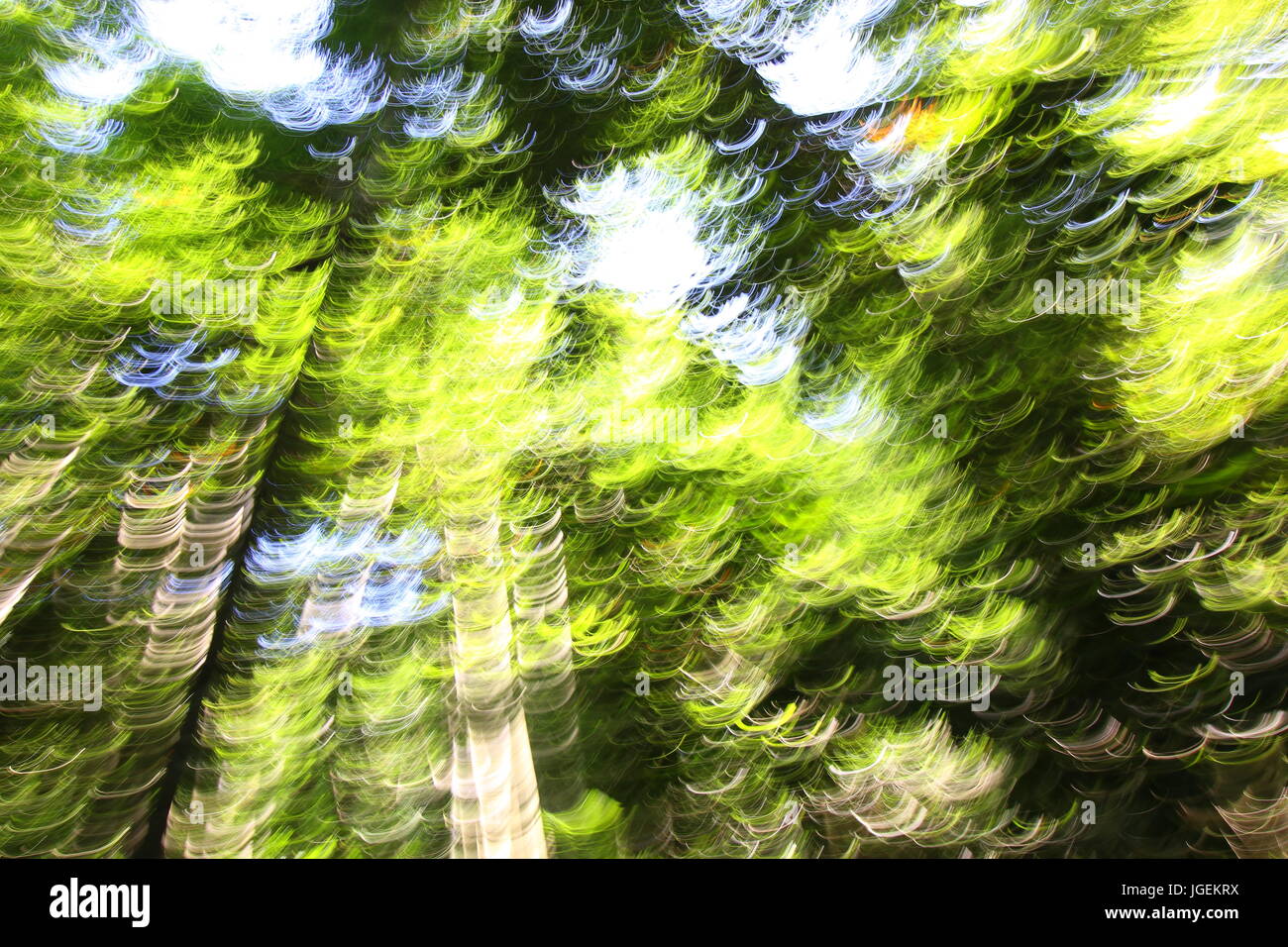 Manipulierte Unschärfe Bild des Falzes Bambus als Hintergrund oder künstlerische Dekoration verwendet werden kann. Stockfoto