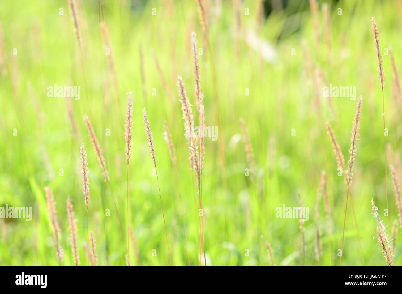 Hintergrund: Pflanzen im Sommer Stockfoto