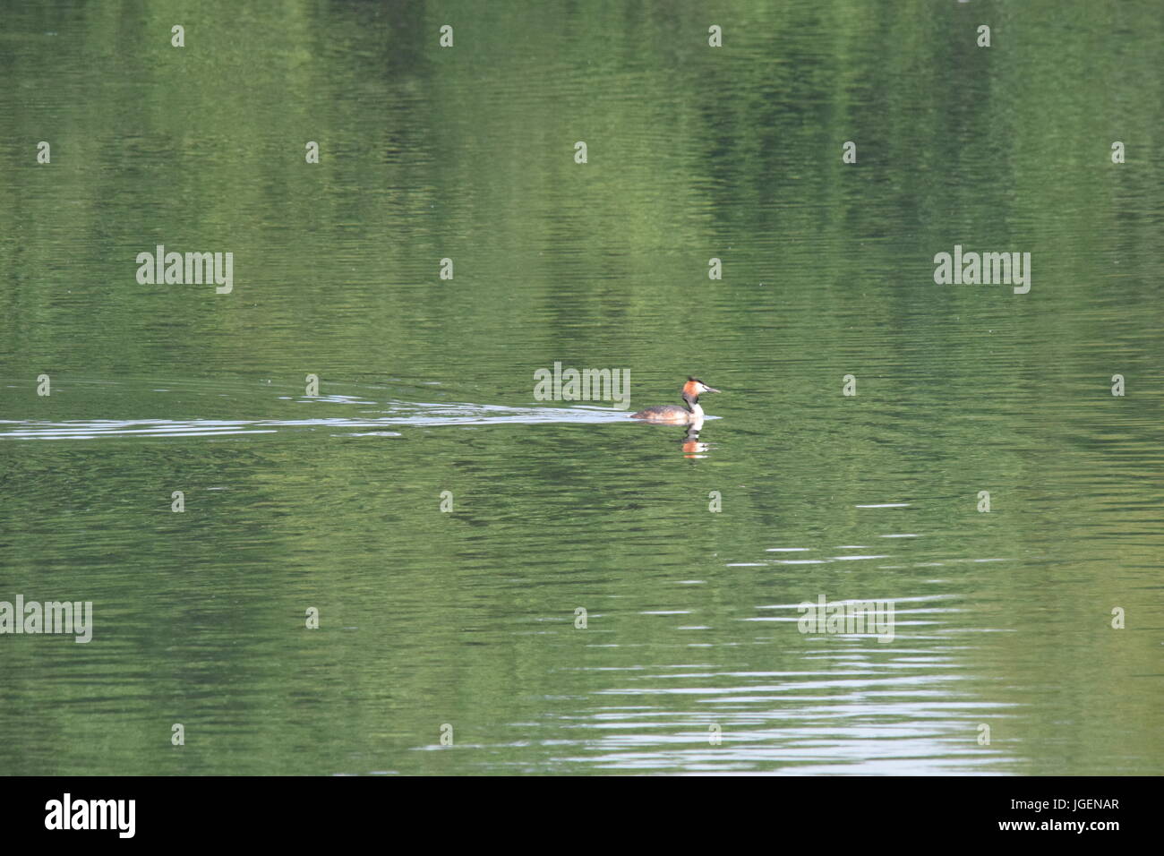 Tierwelt und Natur in der East Riding of Yorkshire. Stockfoto