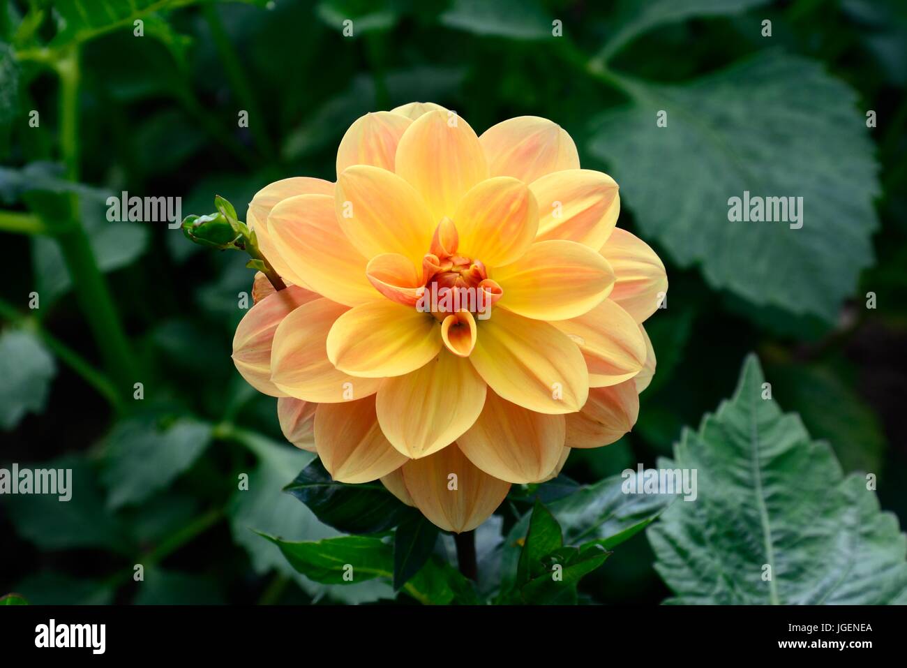 Dahlie Pfirsich Schnaps Blume Stockfoto