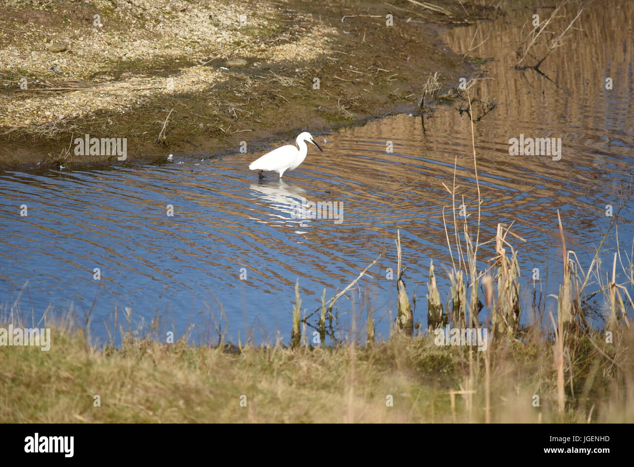 Tierwelt und Natur in der East Riding of Yorkshire. Stockfoto