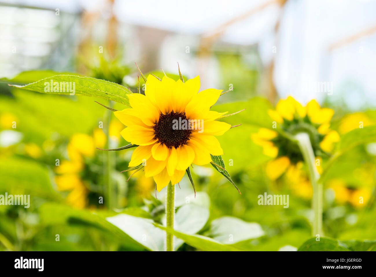 Ein voll blühender Feld von Sonnenblumen. Stockfoto