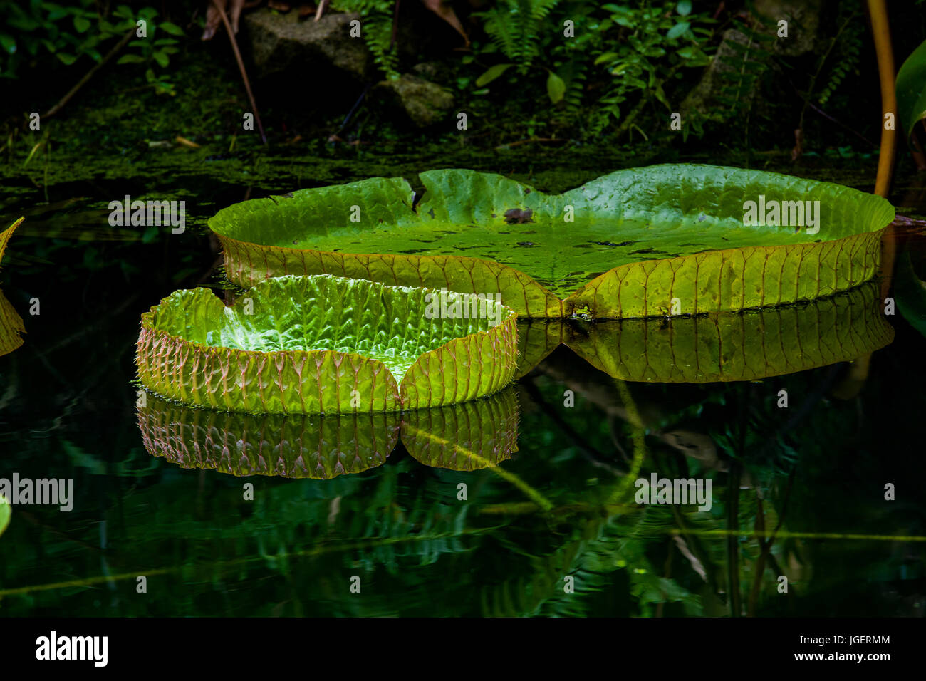 Die Giant Lilly Pad ist ein Wunderwerk der Naturns Design, erreichen Größen von über 6ft und produziert eine schöne rosa Blüte. Stockfoto