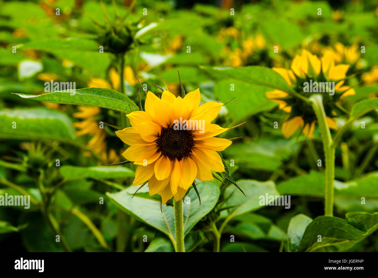 Ein voll blühender Feld von Sonnenblumen. Stockfoto
