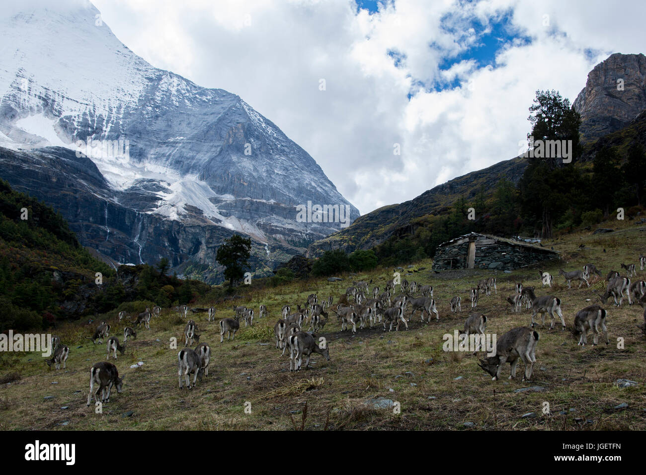 Eine Herde von Rotwild in den Bergen von Yading Natur behalten, Sichuan, China. Stockfoto