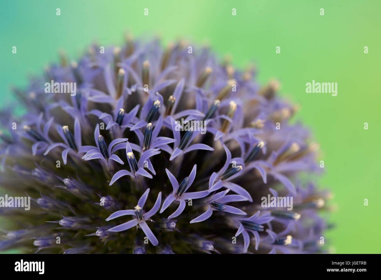 Stillleben-Studie von Echinops Veitchs Blue hautnah Stockfoto