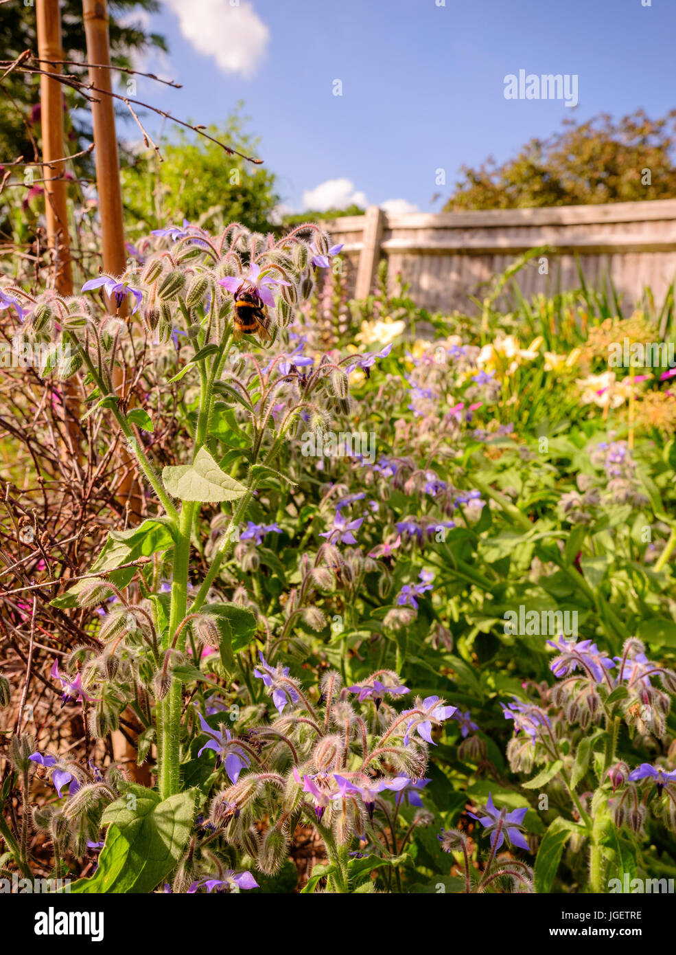 Eine Biene auf einer Borretsch Pflanze in einen Bauerngarten Sussex, UK. Stockfoto