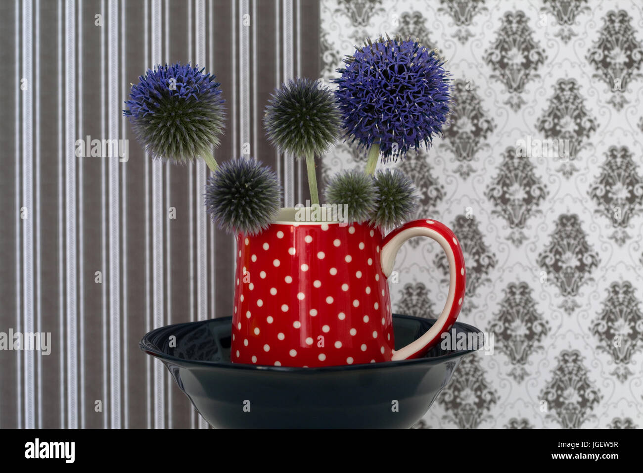 Stillleben-Studie von Echinops Veitchs Blue hautnah Stockfoto