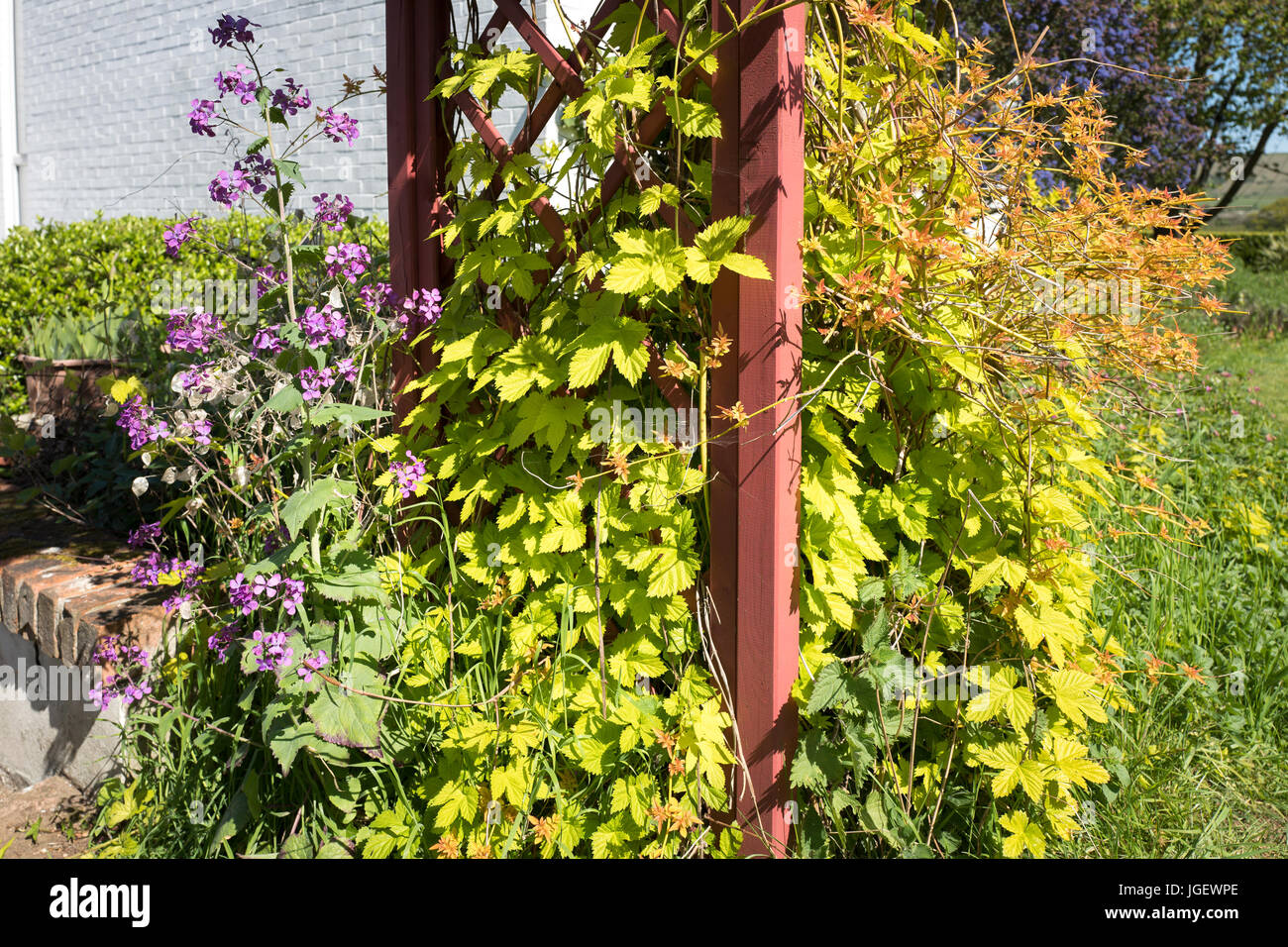 Selbst gesetzte Ehrlichkeit wächst neben goldenen gelben Laub von Ornament Hop und Sommer-Flowiering Jasmin in einem englischen Garten im April Stockfoto