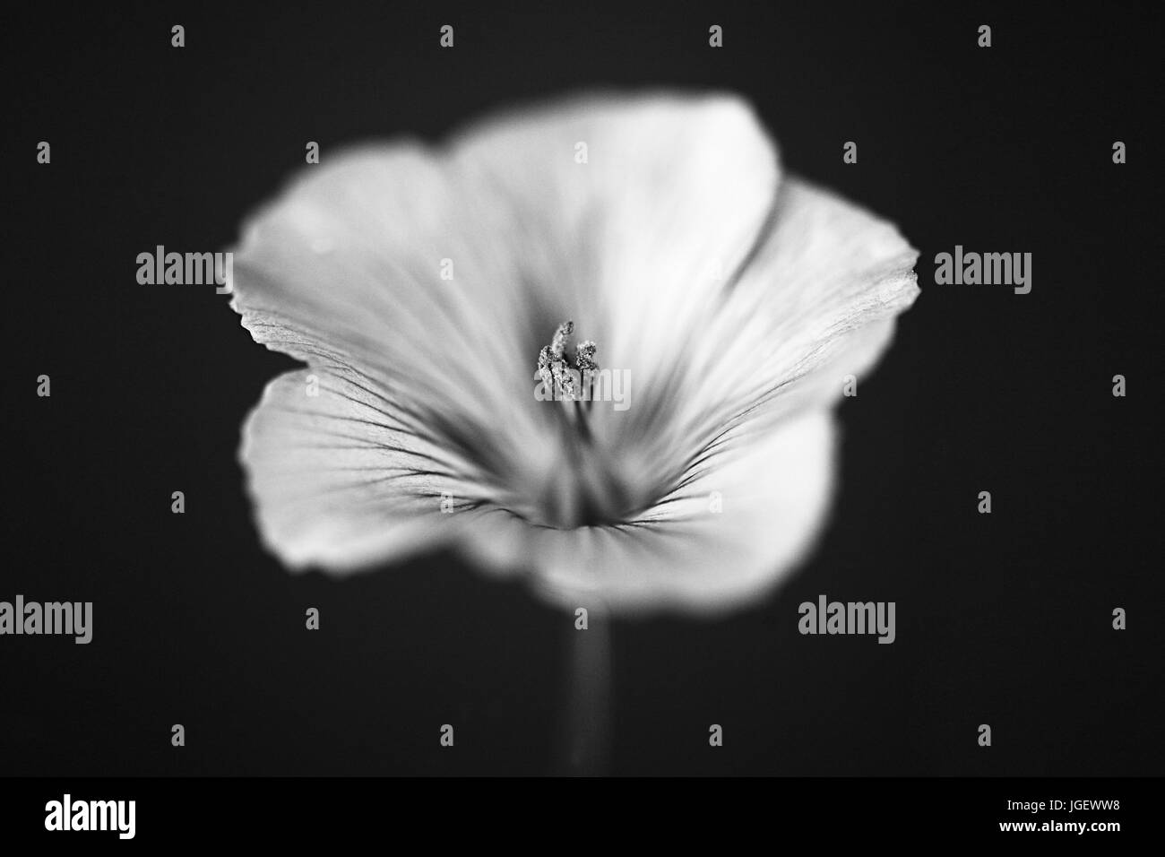 Makro Fotografie Studium der Flachsblume auf einem schwarzen Hintergrund. Stockfoto